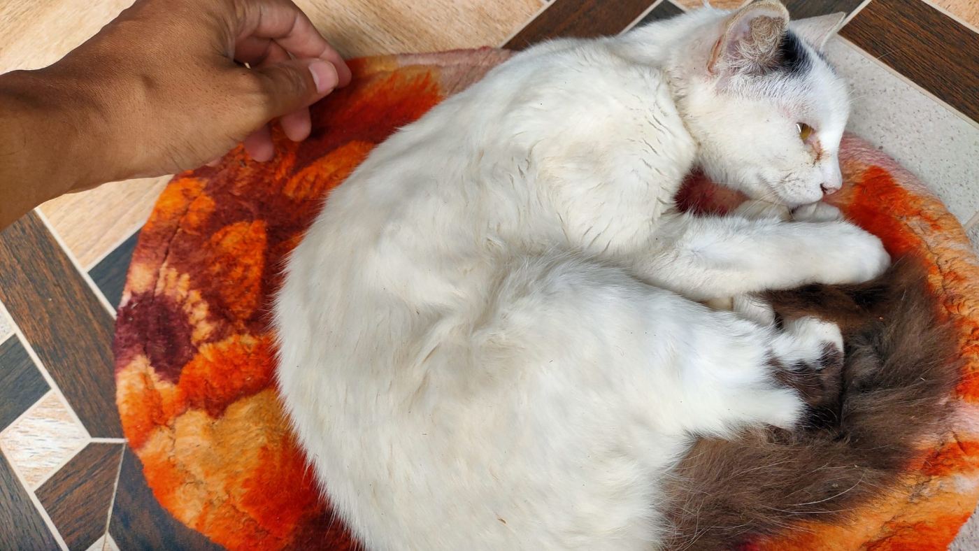 Кошка на руках у хозяина